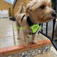 Gabo y Gordo E Shop, la mejor tienda online en Gran Canaria, Islas Canarias, España, tienda online para mascotas, perros, gatos, conejos, tortugas, animales, accesorios para mascotas en general. 
Gabo y Gordo E Shop is the best online pet shop in Gran Canaria, Canary Islands, Spain.
