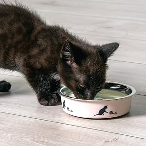 KARLIE Ascar comedero de acero inoxidable antideslizante de 160 ml para gatos y gatitos