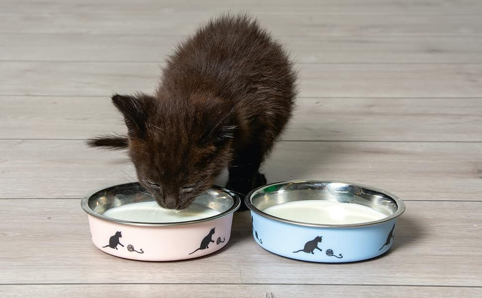 KARLIE Ascar comedero de acero inoxidable antideslizante de 160 ml para gatos y gatitos