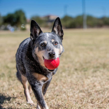Perro jugando al aire libre con la pelota KONG roja de caucho natural con agujero, ideal para juegos interactivos. Disponible en Gabo y Gordo E Shop.