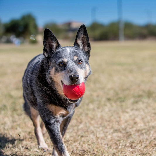 Perro jugando al aire libre con la pelota KONG roja de caucho natural con agujero, ideal para juegos interactivos. Disponible en Gabo y Gordo E Shop.