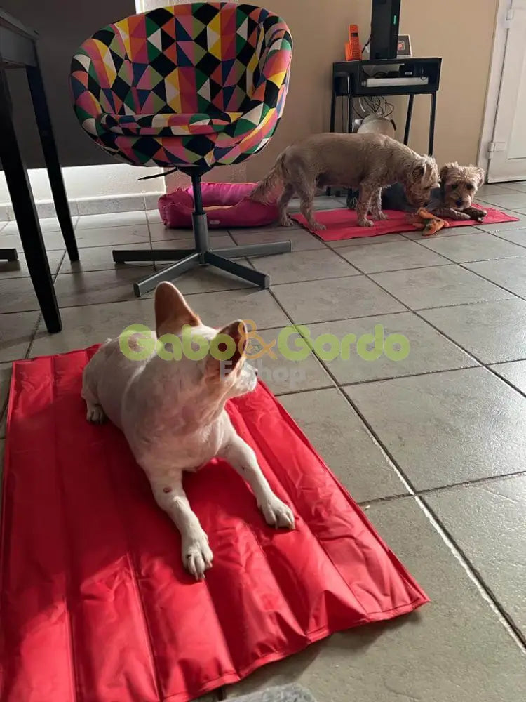 NAYECO COOL MAT CORAL colchoneta refrescante para mascotas.  Gabo y Gordo E Shop, la mejor tienda online en las Islas Canarias, España, tienda online para mascotas, perros, gatos, conejos, tortugas, animales, accesorios para mascotas en general. 
Gabo y Gordo E Shop in Canary Islands, the best store for pets, dogs, cats, rabbits, turtles, animals, pet accessories.