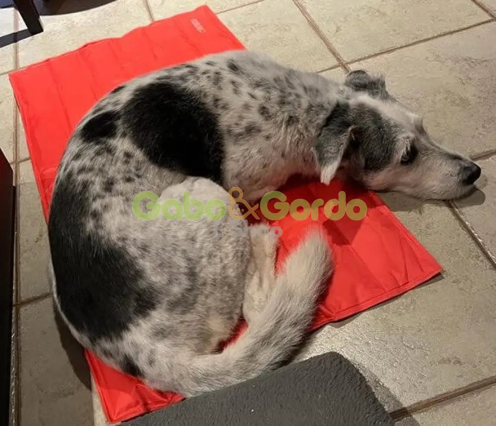 NAYECO COOL MAT CORAL colchoneta refrescante para mascotas.  Gabo y Gordo E Shop, la mejor tienda online en las Islas Canarias, España, tienda online para mascotas, perros, gatos, conejos, tortugas, animales, accesorios para mascotas en general. 
Gabo y Gordo E Shop in Canary Islands, the best store for pets, dogs, cats, rabbits, turtles, animals, pet accessories.