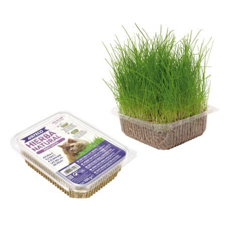 Nayeco Hierba Natural para Gatos 120 g, hierba gatera natural que ayuda a eliminar bolas de pelo y favorece la salud digestiva. Disponible en Gabo y Gordo E Shop Canarias.