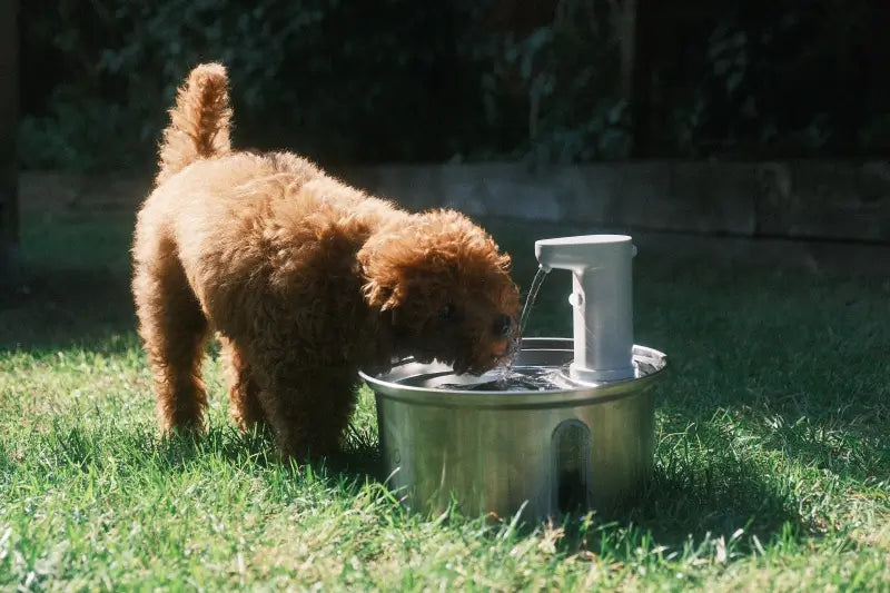 Fuente de agua inteligente Peti-to-Eat PETI-150 de acero inoxidable para gatos y perros con sensor de movimiento y capacidad de 2,1 litros