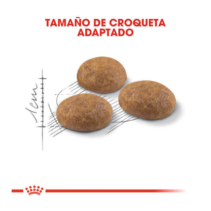ROYAL CANIN Active Life Outdoor / Pienso Para Gatos. Gabo y Gordo E Shop, la mejor tienda online en las Islas Canarias, España, tienda online para mascotas, perros, gatos, conejos, tortugas, animales, accesorios para mascotas en general. 
Gabo y Gordo E Shop in Canary Islands, the best store for pets, dogs, cats, rabbits, turtles, animals, pet accessories.