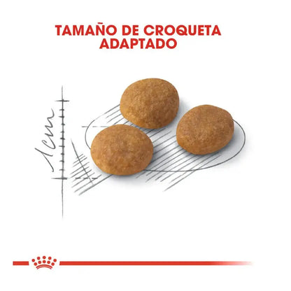 ROYAL CANIN Aroma Exigente / Pienso Para Gatos. Gabo y Gordo E Shop, la mejor tienda online en las Islas Canarias, España, tienda online para mascotas, perros, gatos, conejos, tortugas, animales, accesorios para mascotas en general. 
Gabo y Gordo E Shop in Canary Islands, the best store for pets, dogs, cats, rabbits, turtles, animals, pet accessories.