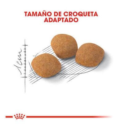 ROYAL CANIN Proteina Exigente 35/30 / Pienso Para Gatos. Gabo y Gordo E Shop, la mejor tienda online en las Islas Canarias, España, tienda online para mascotas, perros, gatos, conejos, tortugas, animales, accesorios para mascotas en general. 
Gabo y Gordo E Shop in Canary Islands, the best store for pets, dogs, cats, rabbits, turtles, animals, pet accessories.