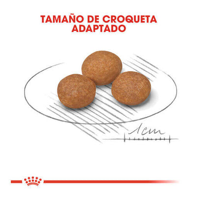 ROYAL CANIN Xsmall Adult +8 Gabo y Gordo E Shop, la mejor tienda online en las Islas Canarias, España, tienda online para mascotas, perros, gatos, conejos, tortugas, animales, accesorios para mascotas en general. 
Gabo y Gordo E Shop in Canary Islands, the best store for pets, dogs, cats, rabbits, turtles, animals, pet accessories.