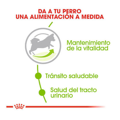 ROYAL CANIN Xsmall Adult +8 Gabo y Gordo E Shop, la mejor tienda online en las Islas Canarias, España, tienda online para mascotas, perros, gatos, conejos, tortugas, animales, accesorios para mascotas en general. 
Gabo y Gordo E Shop in Canary Islands, the best store for pets, dogs, cats, rabbits, turtles, animals, pet accessories.