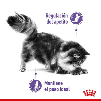 Royal Canin Appetite Control Sterilised pienso para gatos esterilizados Gabo y Gordo E Shop España