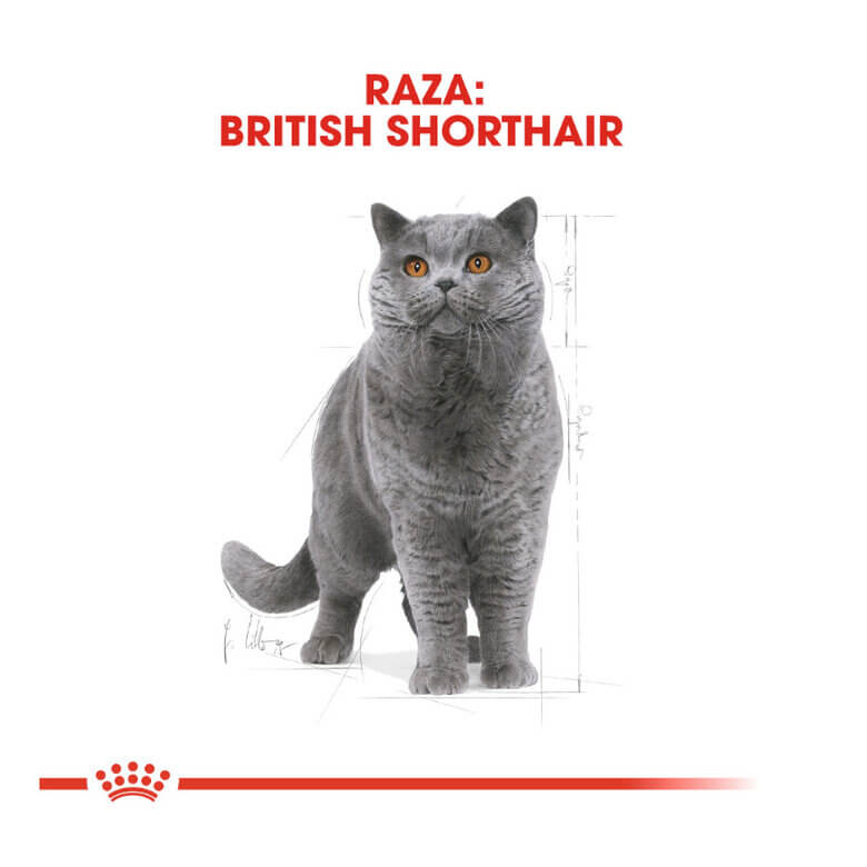 Saco de pienso ROYAL CANIN British Shorthair para gatos adultos de raza