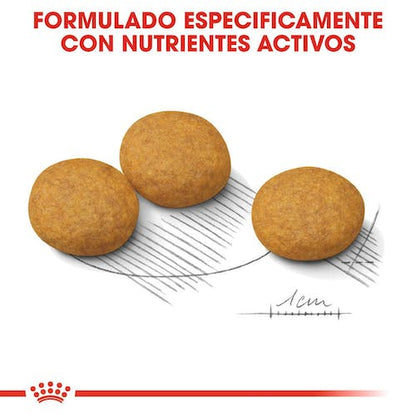 ROYAL CANIN Gama Care Dermacomfort Xsmall, Mini, Medium, Maxi. Gabo y Gordo E Shop, la mejor tienda online en las Islas Canarias, España, tienda online para mascotas, perros, gatos, conejos, tortugas, animales, accesorios para mascotas en general. 
Gabo y Gordo E Shop in Canary Islands, the best store for pets, dogs, cats, rabbits, turtles, animals, pet accessories.