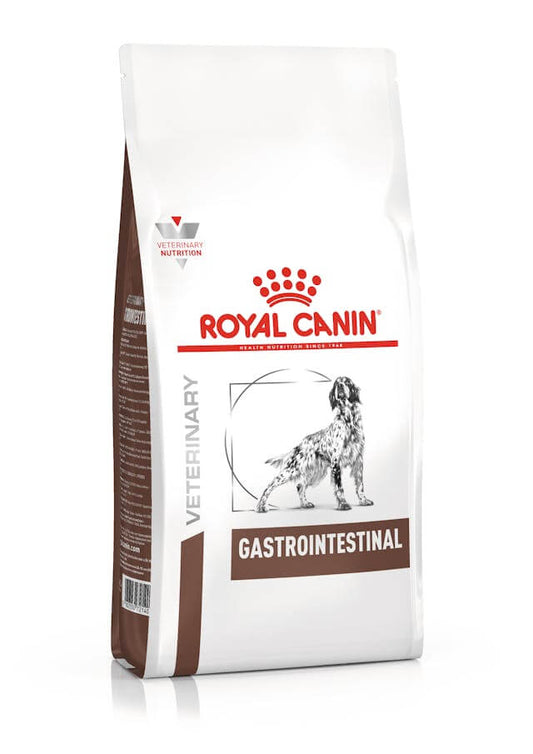Perro comiendo pienso Royal Canin Gastrointestinal – Alimentación digestiva y veterinaria