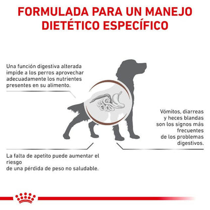 Perro comiendo pienso Royal Canin Gastrointestinal – Alimentación digestiva y veterinaria