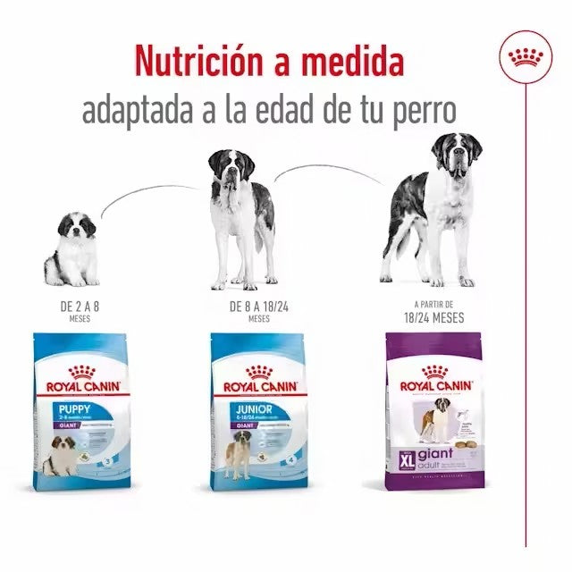 Royal Canin Giant Adult pienso perros gigantes Gabo y Gordo E Shop