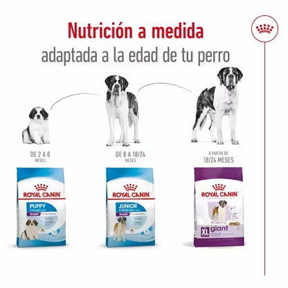 Royal Canin Giant Adult pienso perros gigantes Gabo y Gordo E Shop