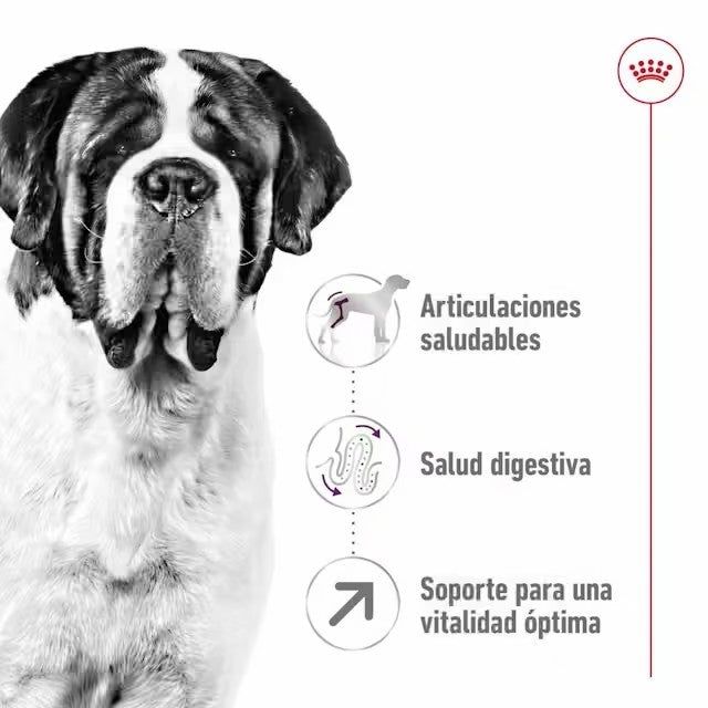 Royal Canin Giant Adult pienso perros gigantes Gabo y Gordo E Shop