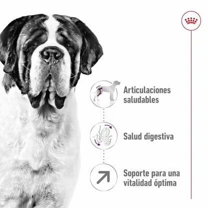 Royal Canin Giant Adult pienso perros gigantes Gabo y Gordo E Shop