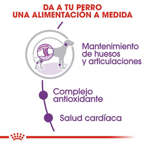 Royal Canin Giant Adult pienso perros gigantes Gabo y Gordo E Shop