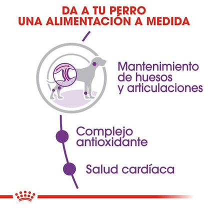 Royal Canin Giant Adult pienso perros gigantes Gabo y Gordo E Shop