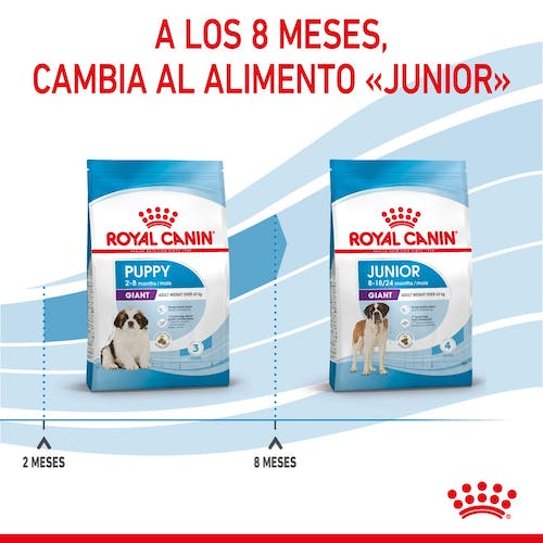 Royal Canin Giant Puppy pienso cachorro raza gigante Gabo y Gordo E Shop