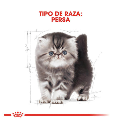 Royal Canin Kitten Persian pienso gatitos persas Gabo y Gordo E Shop