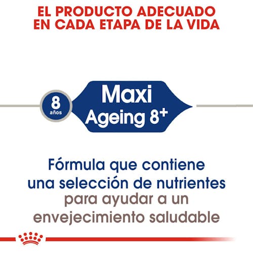 Royal Canin Maxi Adult 8+ pienso perros grandes senior Gabo y Gordo E Shop
