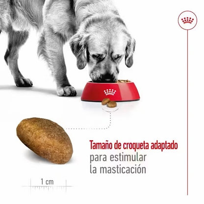 Royal Canin Maxi Adult pienso perros grandes Gabo y Gordo E Shop
