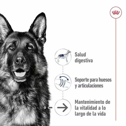 ROYAL CANIN Maxi Ageing 8+ en salsa para perros grandes sénior – 10x140g