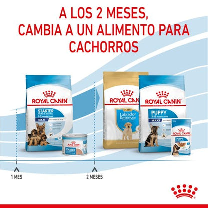 Royal Canin Maxi Starter Mother & Babydog pienso cachorros razas grandes Gabo y Gordo E Shop