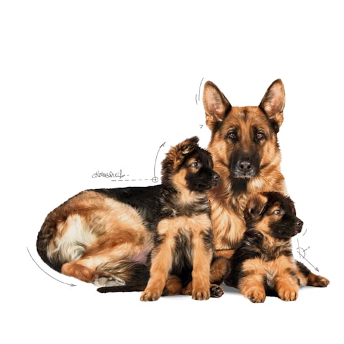 Royal Canin Maxi Starter Mother & Babydog pienso cachorros razas grandes Gabo y Gordo E Shop