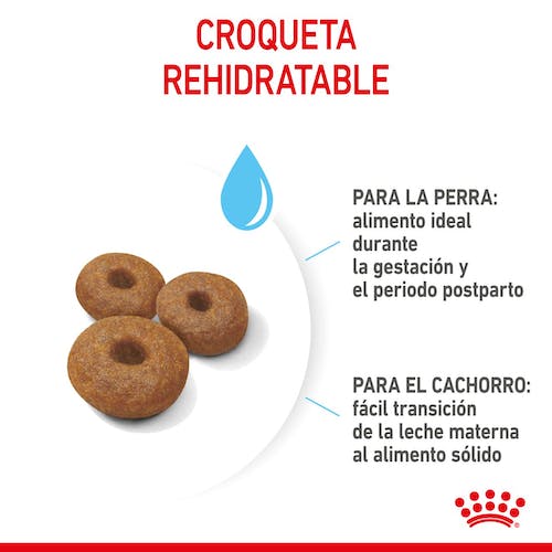 Royal Canin Maxi Starter Mother & Babydog pienso cachorros razas grandes Gabo y Gordo E Shop