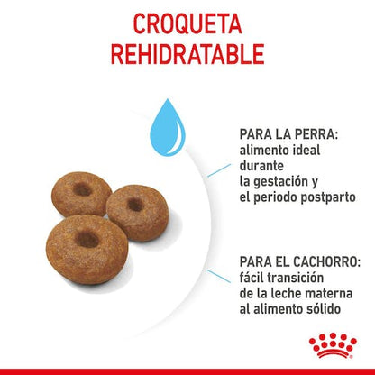 Royal Canin Maxi Starter Mother & Babydog pienso cachorros razas grandes Gabo y Gordo E Shop