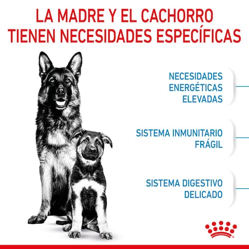 Royal Canin Maxi Starter Mother & Babydog pienso cachorros razas grandes Gabo y Gordo E Shop