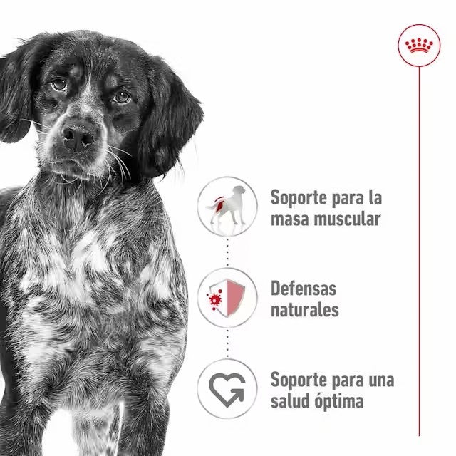 Pack Royal Canin Medium Adult 10x140g para perros medianos adultos