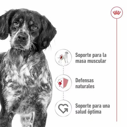 Pack Royal Canin Medium Adult 10x140g para perros medianos adultos