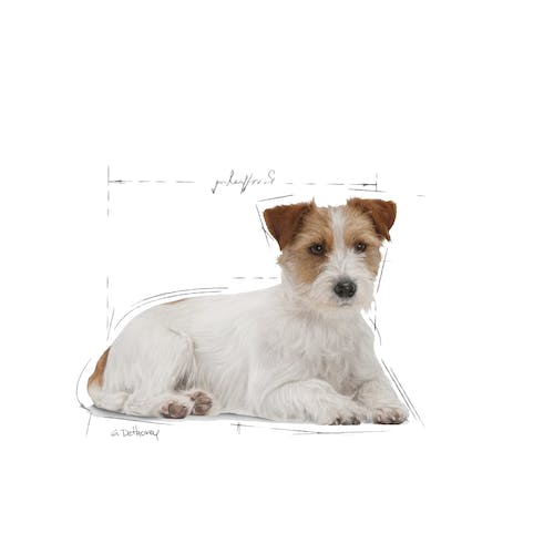 Royal Canin Mini Ageing 12+ pienso perros senior raza pequeña Gabo y Gordo E Shop