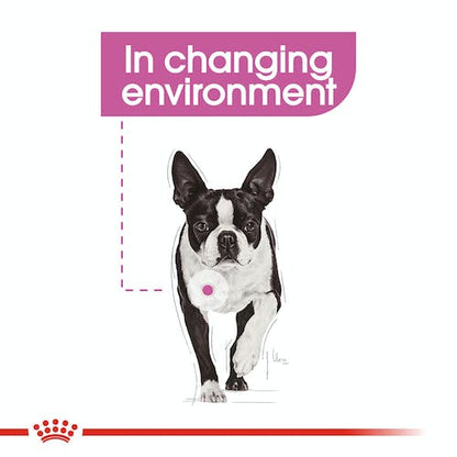 Royal Canin Mini Relax Care pienso perros pequeños Gabo y Gordo E Shop