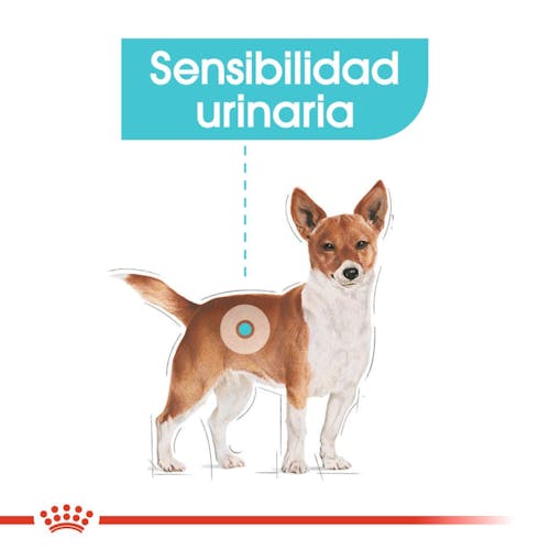Royal Canin Mini Urinary Care pienso perros pequeños Gabo y Gordo E Shop