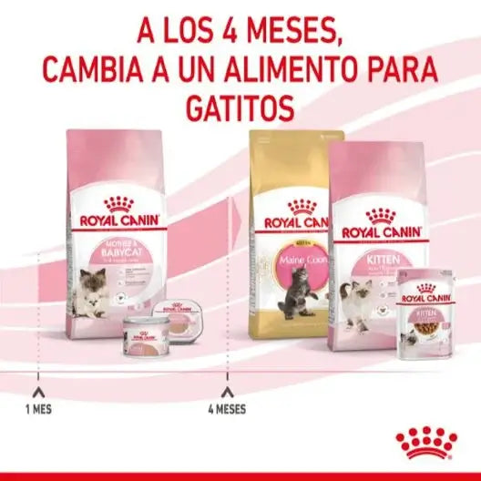 Royal Canin Mother & Babycat pienso para gatas gestantes y gatitos.