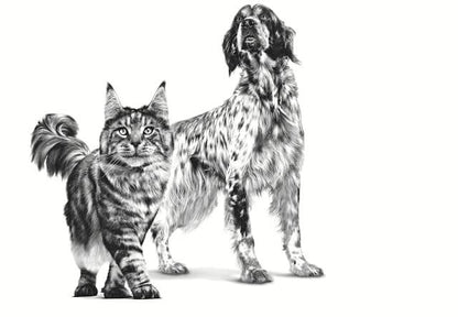 Pack de 12 latas ROYAL CANIN Recovery para perros y gatos en recuperación