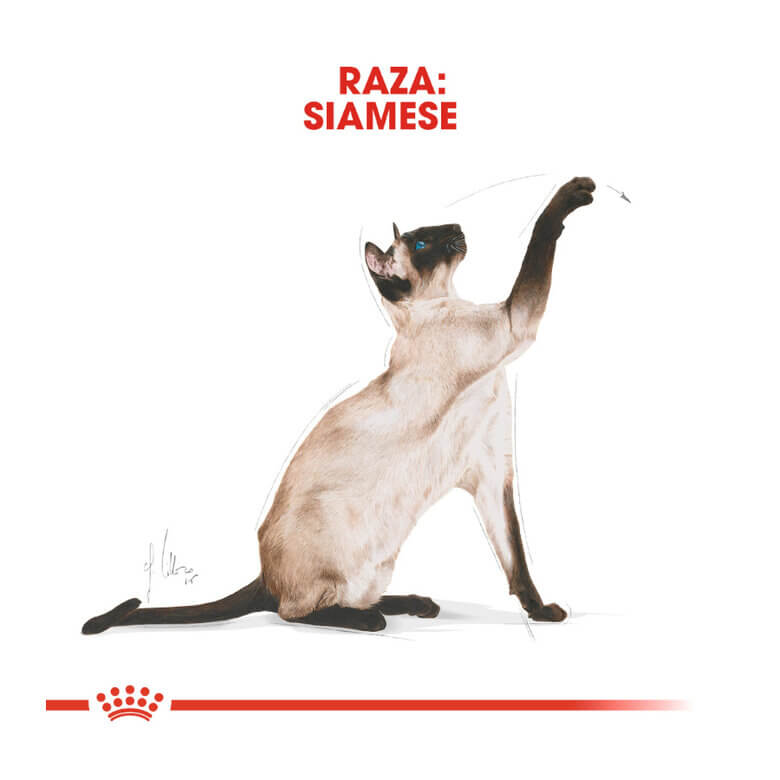 Royal Canin Siamese Adult pienso gatos siameses Gabo y Gordo E Shop España