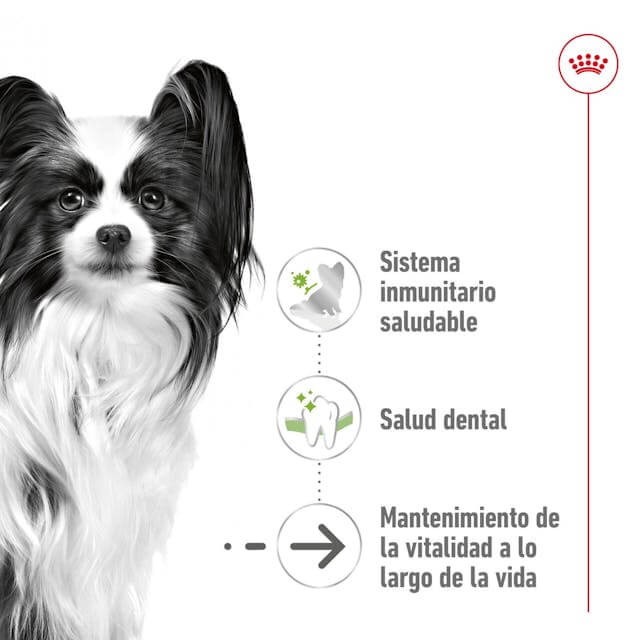 Pienso Royal Canin X-Small Ageing 12+ para perros mini senior mayores de 12 años