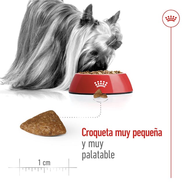 Pienso Royal Canin X-Small Ageing 12+ para perros mini senior mayores de 12 años
