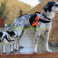 Gabo y Gordo Pet Shop en Las Palmas de Gran Canaria tienda para mascotas, perros, gatos, conejos, tortugas, animales, accesorios para mascotas. 