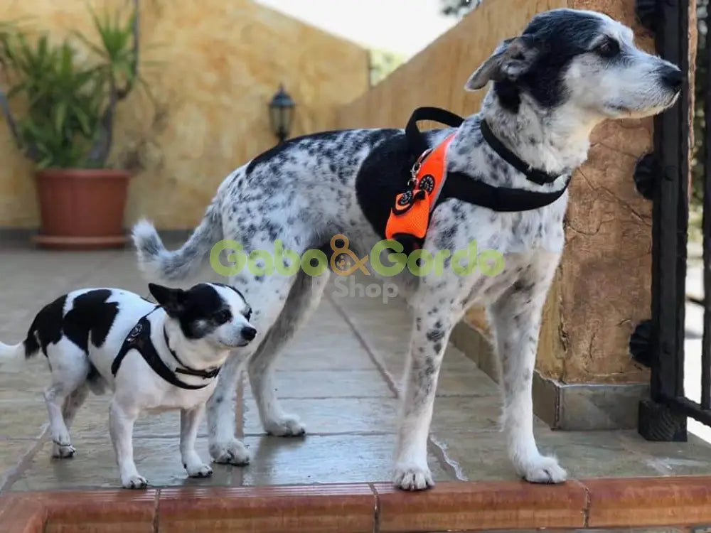 TRE PONTI dispensador Smile Dog color durazno de bolsas para mascotas.  Gabo y Gordo E Shop, la mejor tienda online en las Islas Canarias, España, tienda online para mascotas, perros, gatos, conejos, tortugas, animales, accesorios para mascotas en general. 
Gabo y Gordo E Shop in Canary Islands, the best store for pets, dogs, cats, rabbits, turtles, animals, pet accessories.