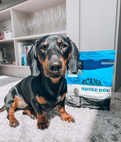 ACANA adult dog recipe pienso para perro sin cereales Gabo y Gordo E Shop, la mejor tienda online en las Islas Canarias, España, tienda online para mascotas, perros, gatos, conejos, tortugas, animales, accesorios para mascotas en general. 
Gabo y Gordo E Shop in Canary Islands, the best store for pets, dogs, cats, rabbits, turtles, animals, pet accessories.