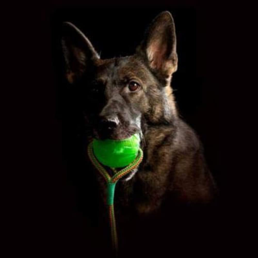 STARMARK Pelota con cuerda dispensadora de comida para perros SWING N FLING CHEWBALL