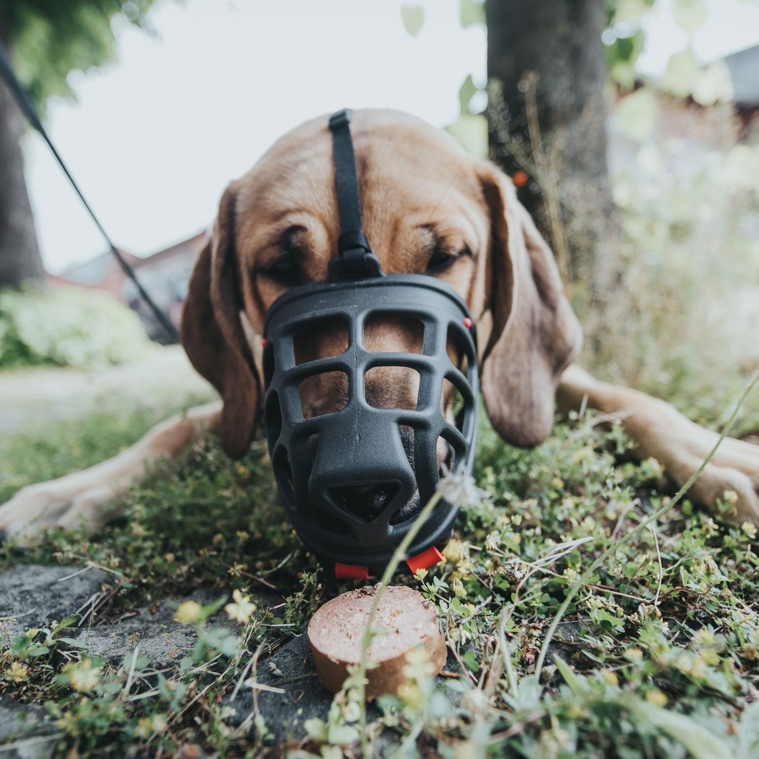 BOZAL HUNTER ALBURY / Muzzle Albury Gabo y Gordo E Shop, la mejor tienda online en las Islas Canarias, España, tienda online para mascotas, perros, gatos, conejos, tortugas, animales, accesorios para mascotas en general. 
Gabo y Gordo E Shop in Canary Islands, the best store for pets, dogs, cats, rabbits, turtles, animals, pet accessories.